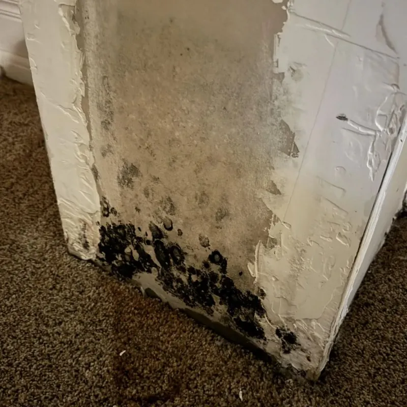 Professional Mold Removal in New Castle, VA